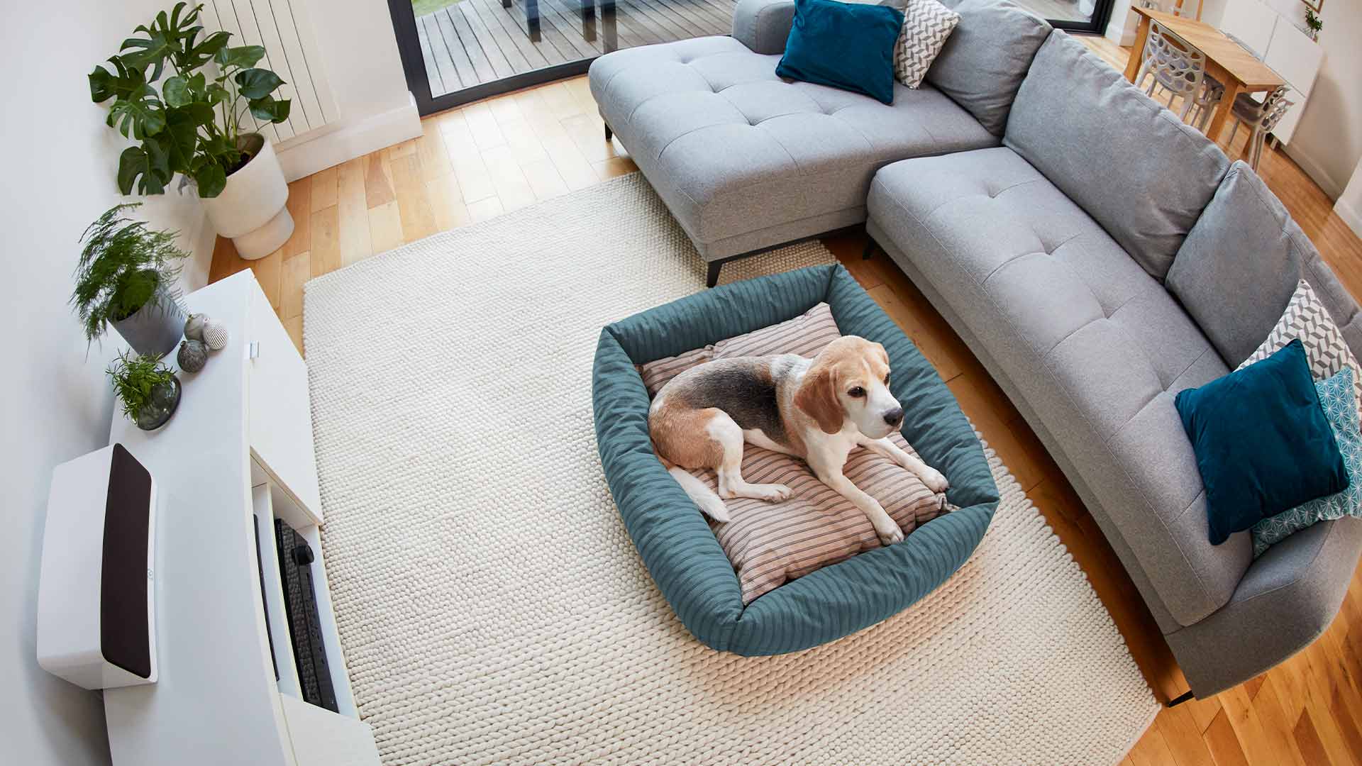 Pet Basic Kit (Indoor Cam (2nd gen) + Pet Tag) - Overhead view of a beagle lying in a dog bed on a rug in a modern living room.