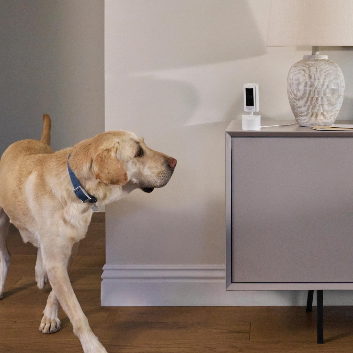 Pet Enhanced Kit (Pan Tilt Indoor Cam with Pet Tag) - Dog with blue collar near table with white Ring Pan-Tilt Indoor Cam, showing pet monitoring in a living room.