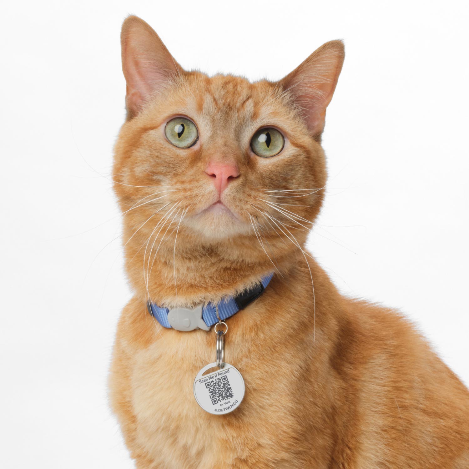 2-Pack Pet Tag - Orange tabby cat wearing a blue collar with a round Pet Tag attached, displaying a scannable QR code.
