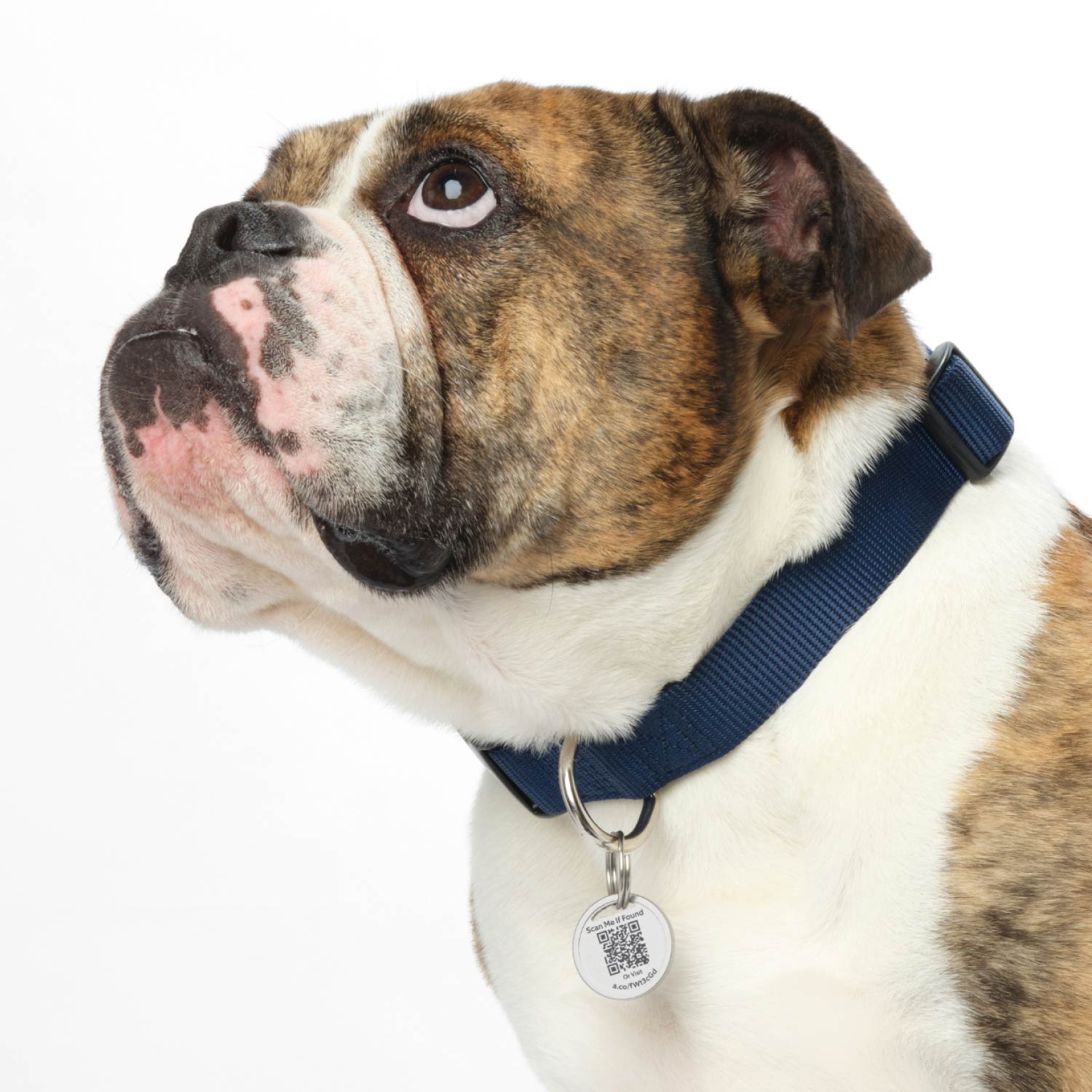 3-Pack Pet Tag - Brown and white bulldog wearing a blue collar with a Ring Pet Tag attached, featuring a QR code.