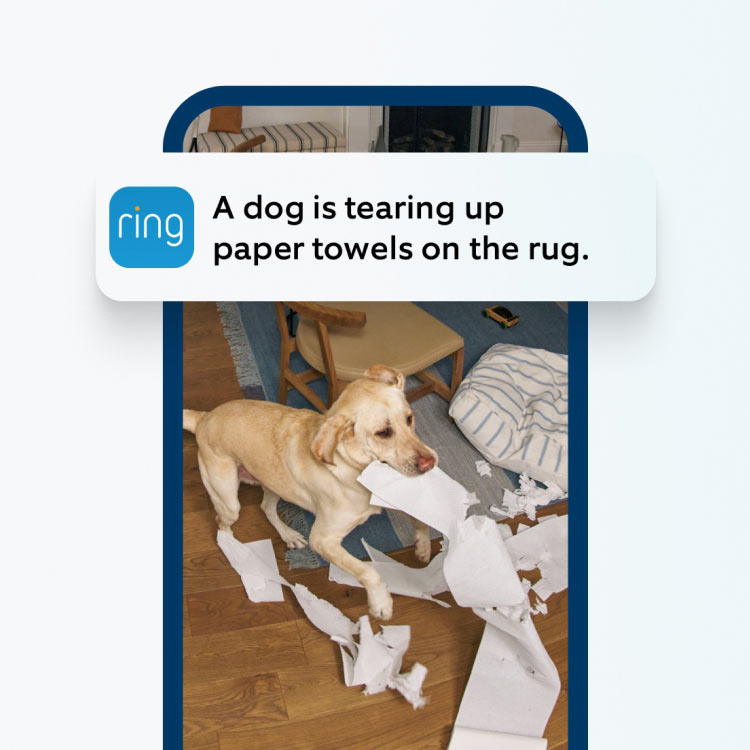 Ring app notification on a smartphone screen reads: 'A dog is tearing up paper towels on ther rug,' in a descriptive alert.
